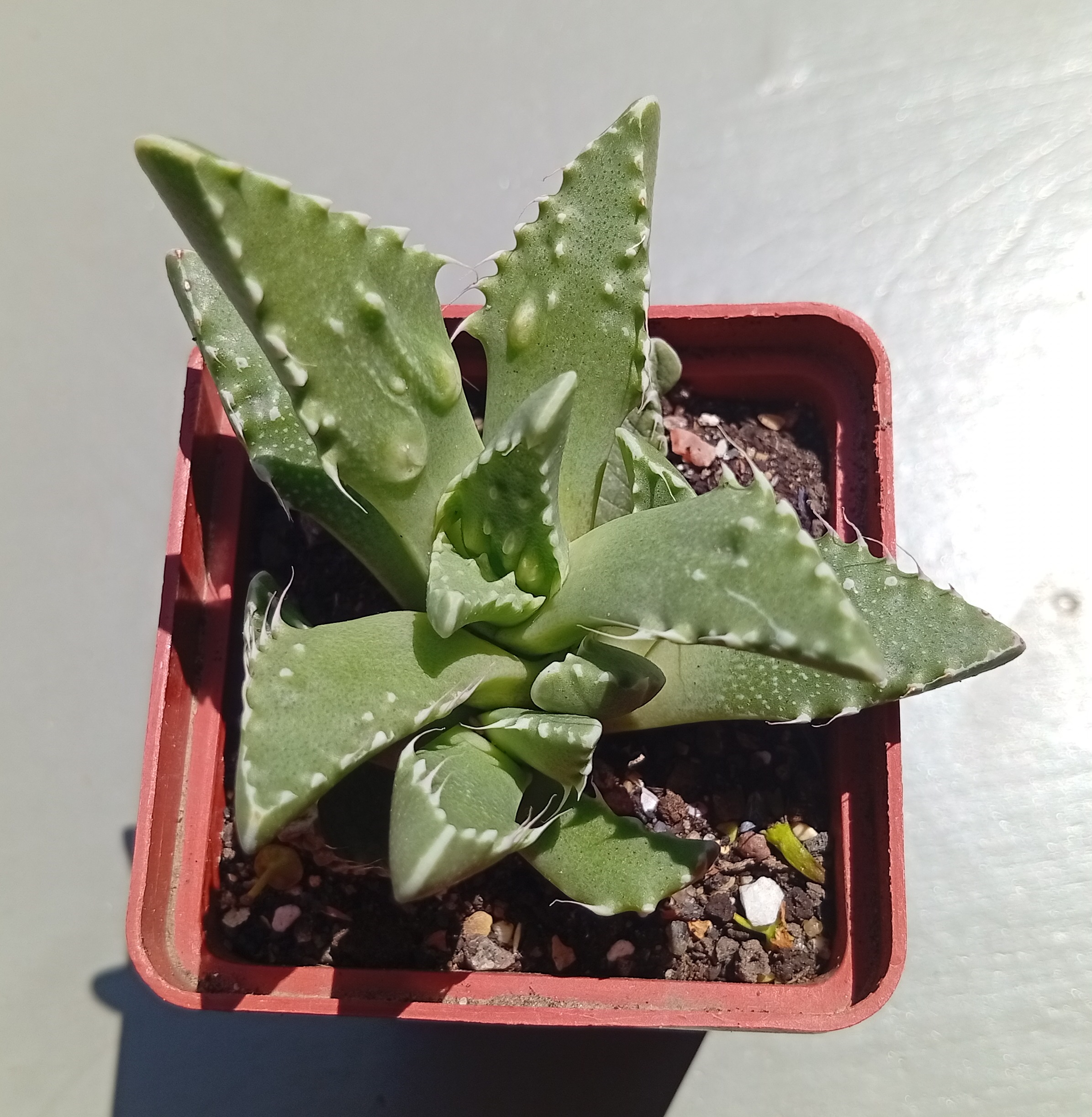 Faucaria tuberculosa