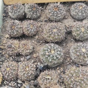 Gymnocalycium occultum P-135 -