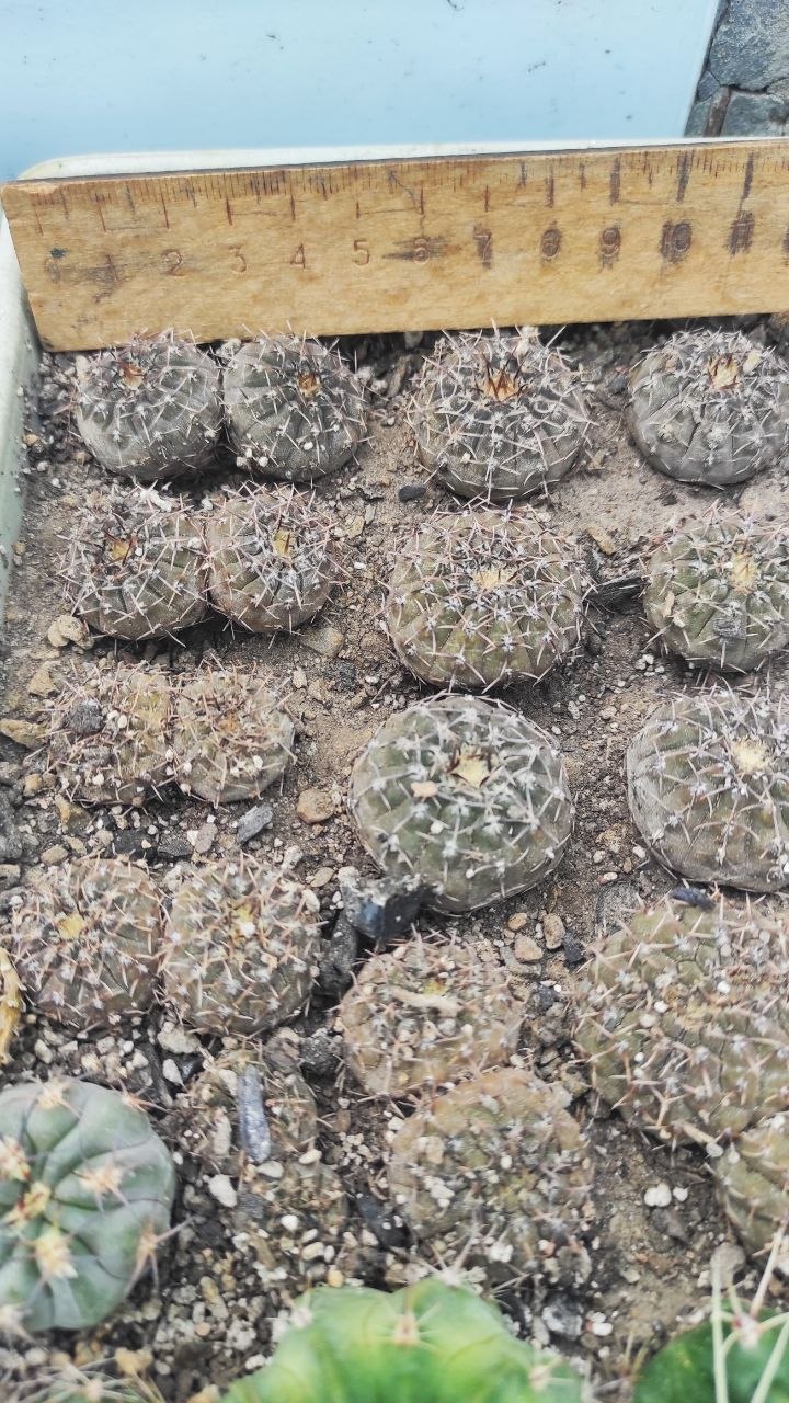 Gymnocalycium occultum P-135 -