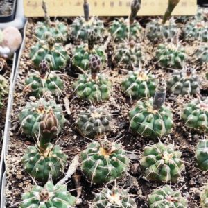 Gymnocalycium vatteri  -  одноколючкова форма