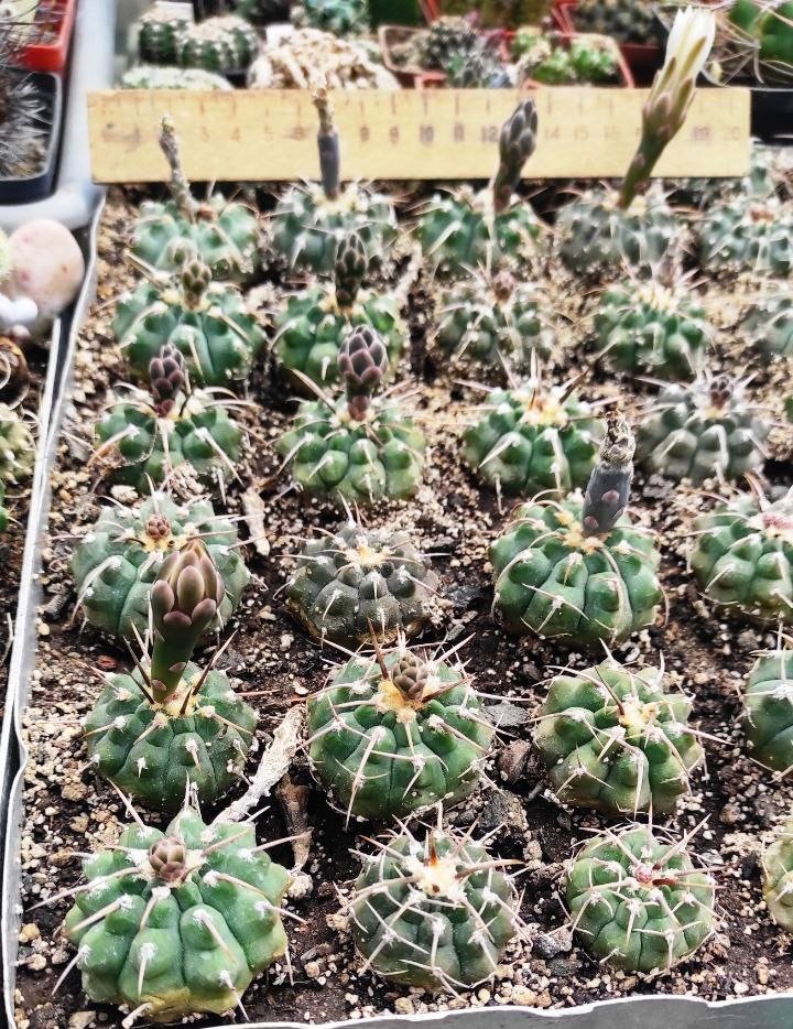 Gymnocalycium vatteri  -  одноколючкова форма