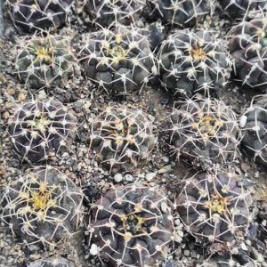 Gymnocalycium vatteri  form VG 299