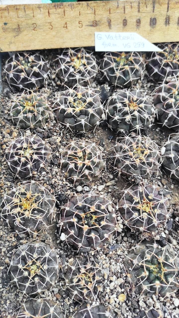 Gymnocalycium vatteri  form VG 299