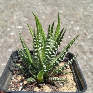 Haworthia attenuata Concolor
