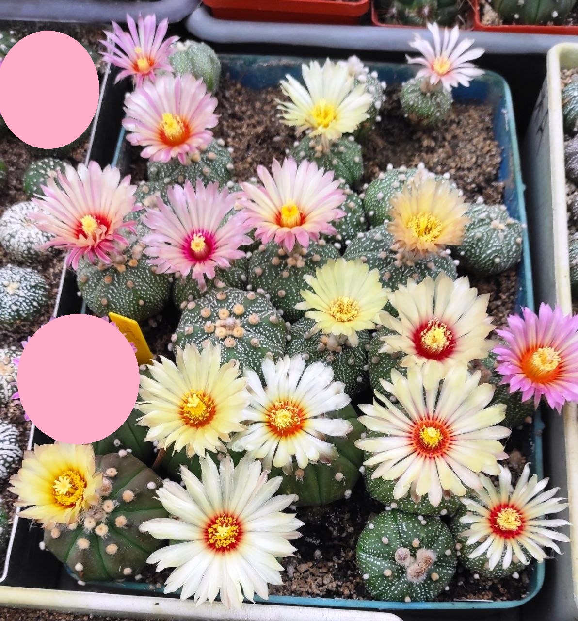 ASTROPHYTUM ASTERIAS F. RUBRIFLORUM