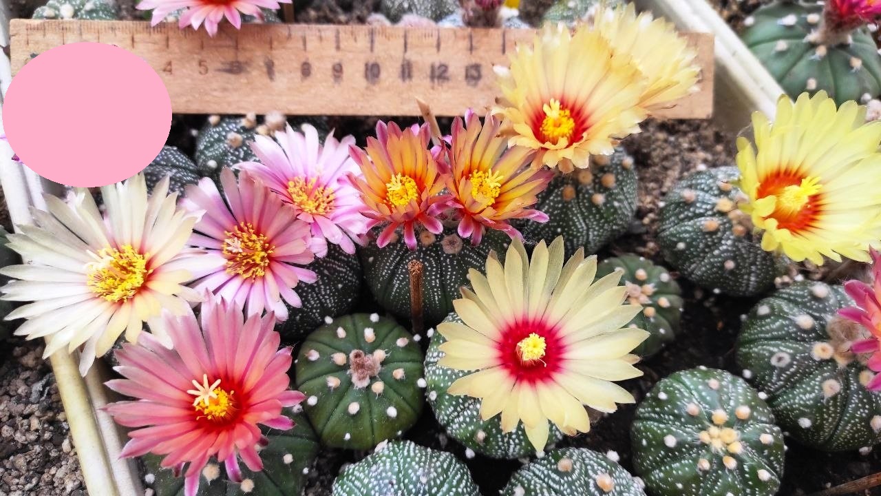 ASTROPHYTUM ASTERIAS F. RUBRIFLORUM