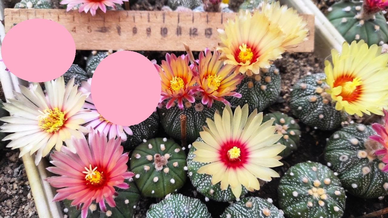 ASTROPHYTUM ASTERIAS F. RUBRIFLORUM
