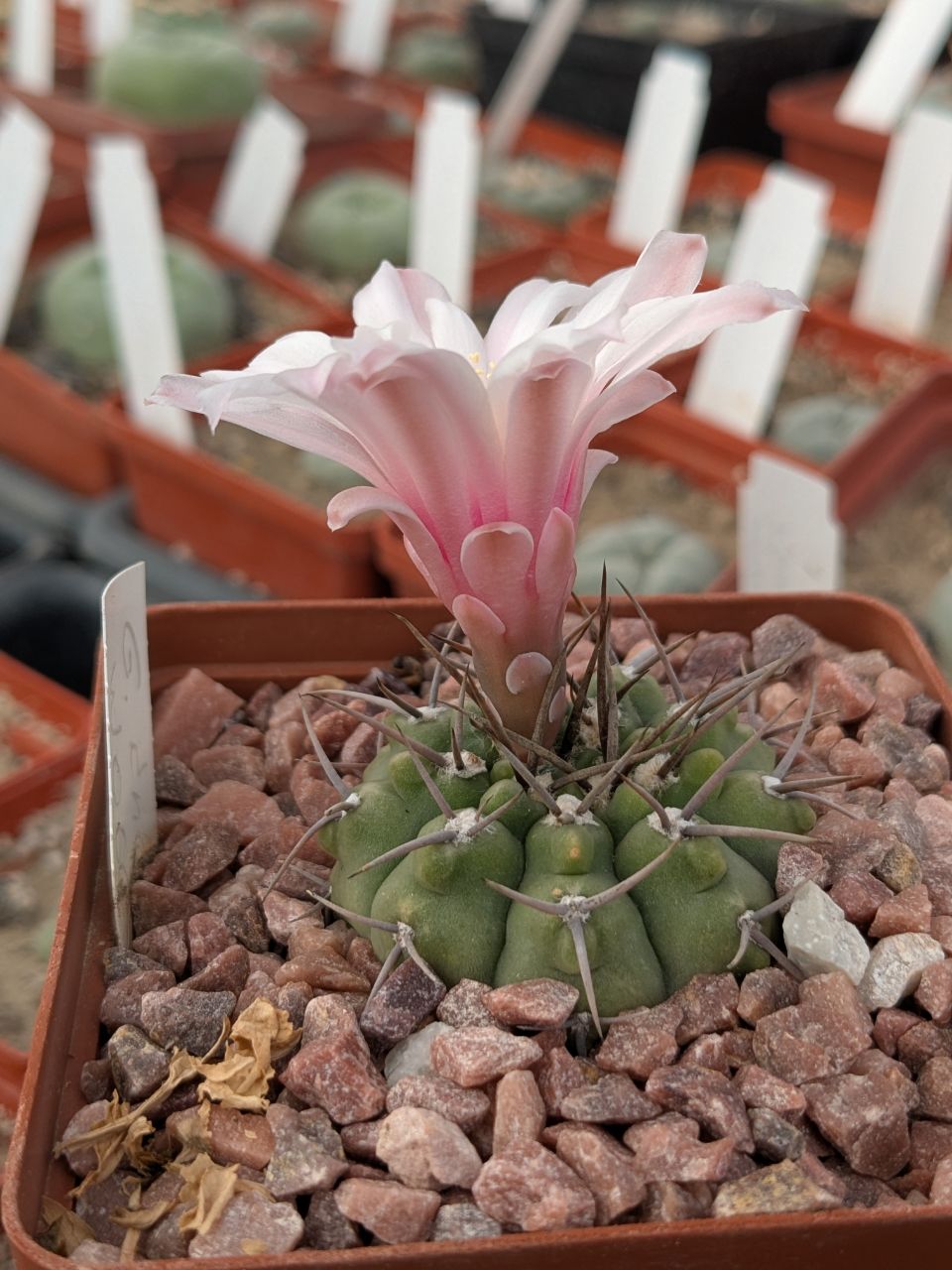 Gymnocalycium knollii WO 66