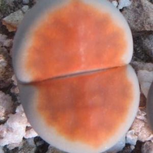 lithops karasmontana lateritia