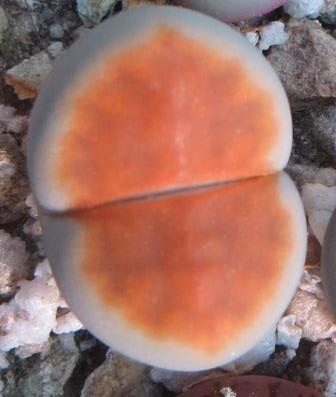 lithops karasmontana lateritia