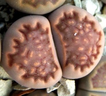 1608.3 lithops halii ochracea c 142 A