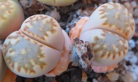 lithops julii fuscous form