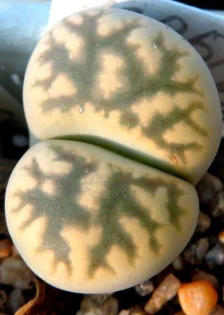 1625.7 MG lithops karasmontana bella C 285