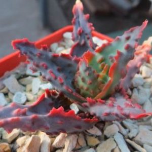 aloe hybrid TCT