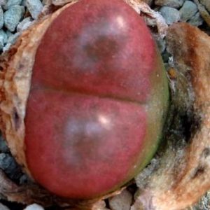conophytum maughanii