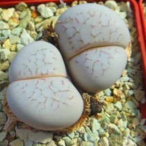 dinteranthus vanzylii lineatus