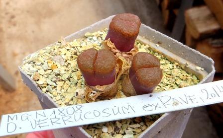 MG 1808 conophytum verrucosum Ex Rave 2014