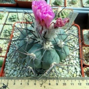 260.66  echinocactus horizonthalonius прививка