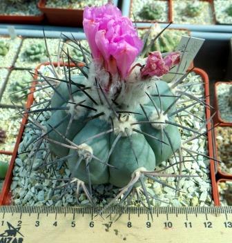260.66 echinocactus horizonthalonius прививка