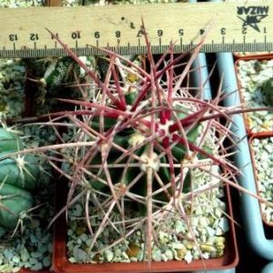 echinocactus parryi прививка