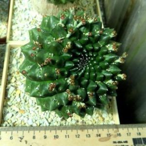 euphorbia gymnocalycioides привита рослина