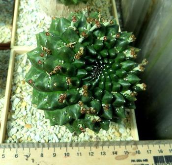 euphorbia gymnocalycioides привита рослина