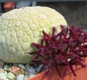 pseudolithos eylensis