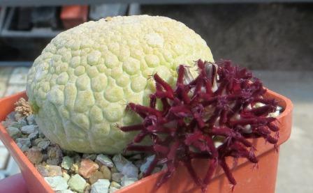 pseudolithos eylensis