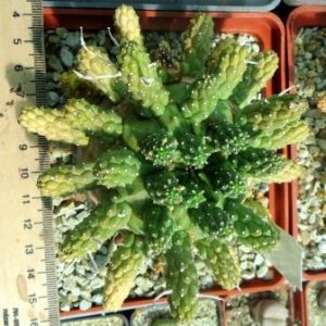 euphorbia fortuita MG крупна колекційна