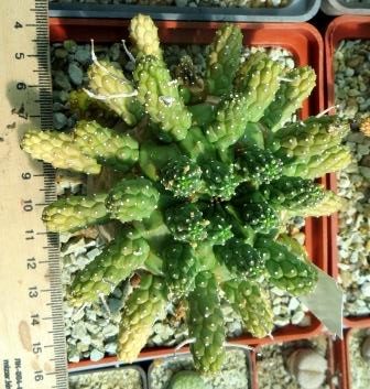 euphorbia fortuita MG крупна колекційна