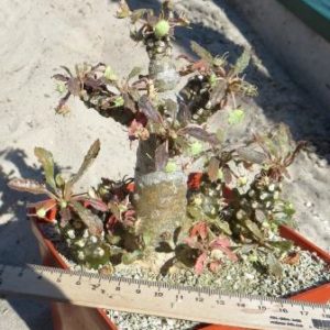 dorstenia foetida aff крупна колекційна