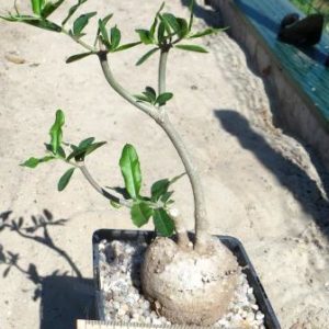 fockea edulis крупна колекційна