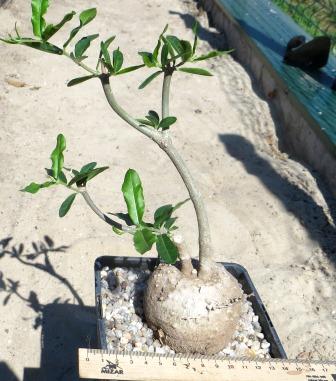 fockea edulis крупна колекційна