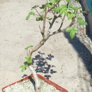 commiphora   spec крупна колекційна