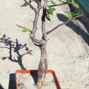 bursera hindsiana крупна колекційна