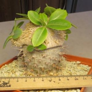 pachypodium brevicaule прививка