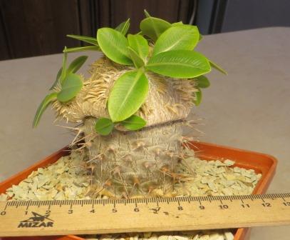 pachypodium brevicaule прививка