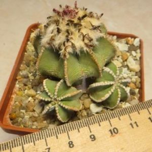 aztekium hintonii own root власне коріння