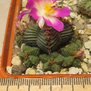 aztekium valdezii own root власне коріння