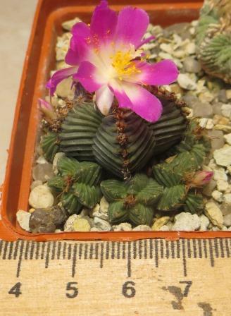 aztekium valdezii own root власне коріння