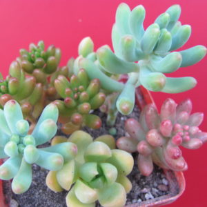набір Sedum