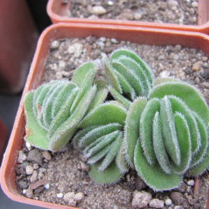 Crassula tomentosa