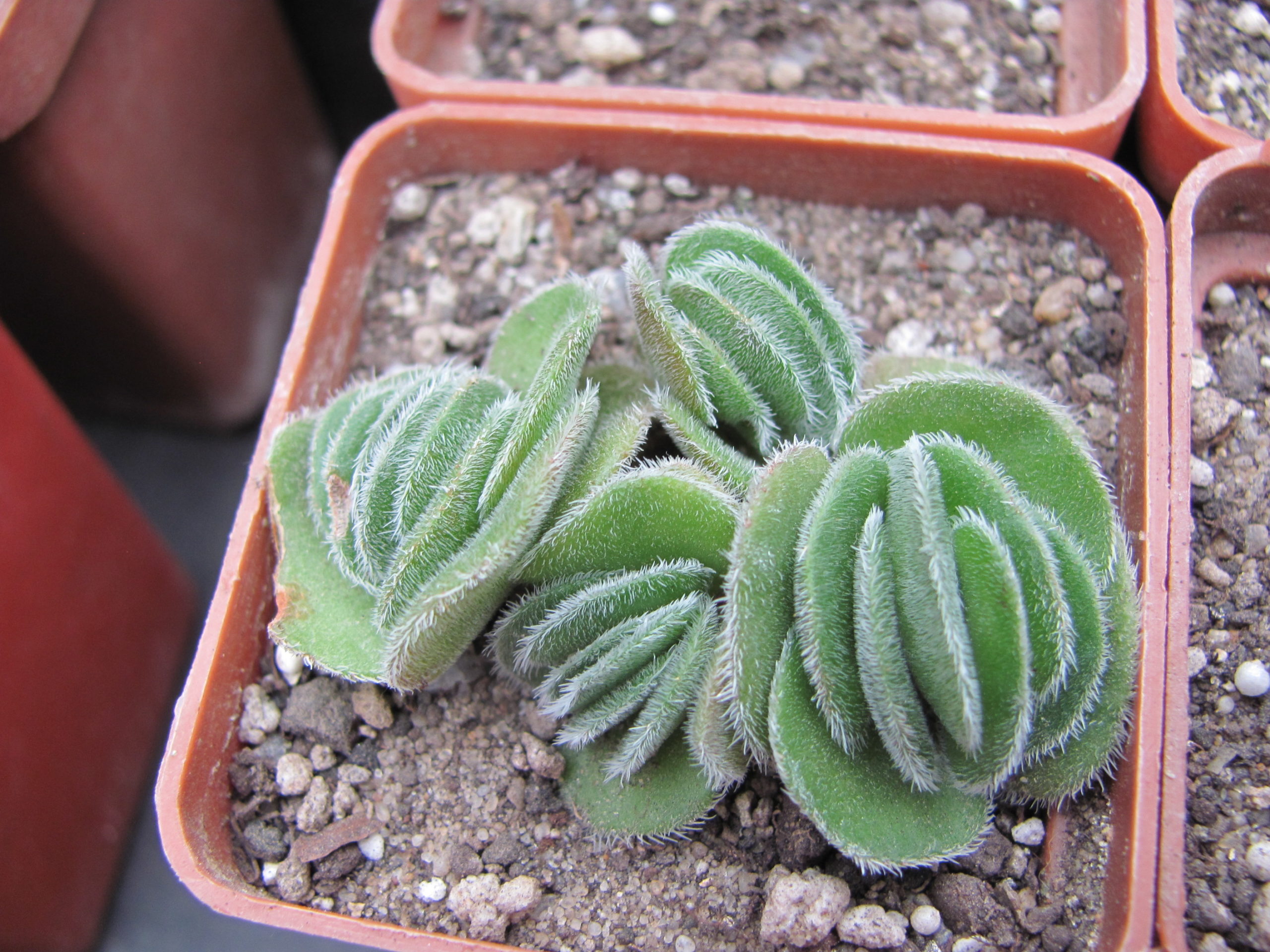 Crassula tomentosa