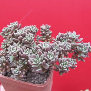 Monanthes subcrassicaulis