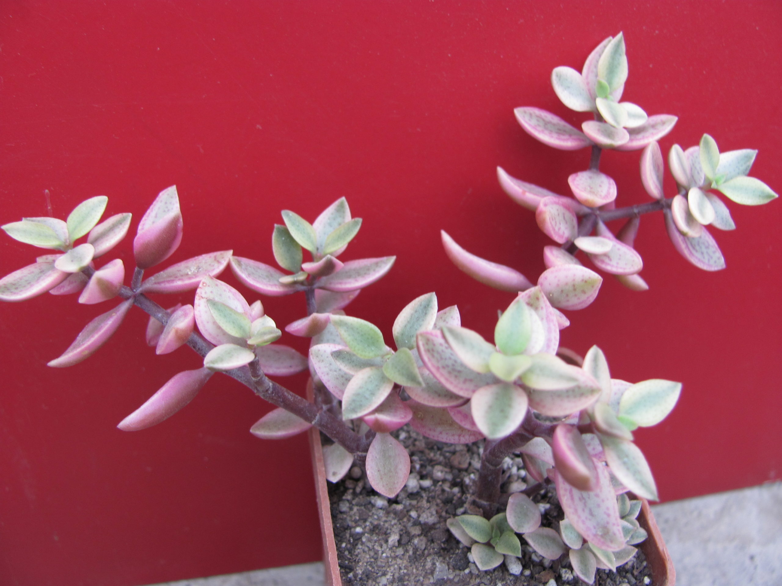 Crassula volkensii variegata