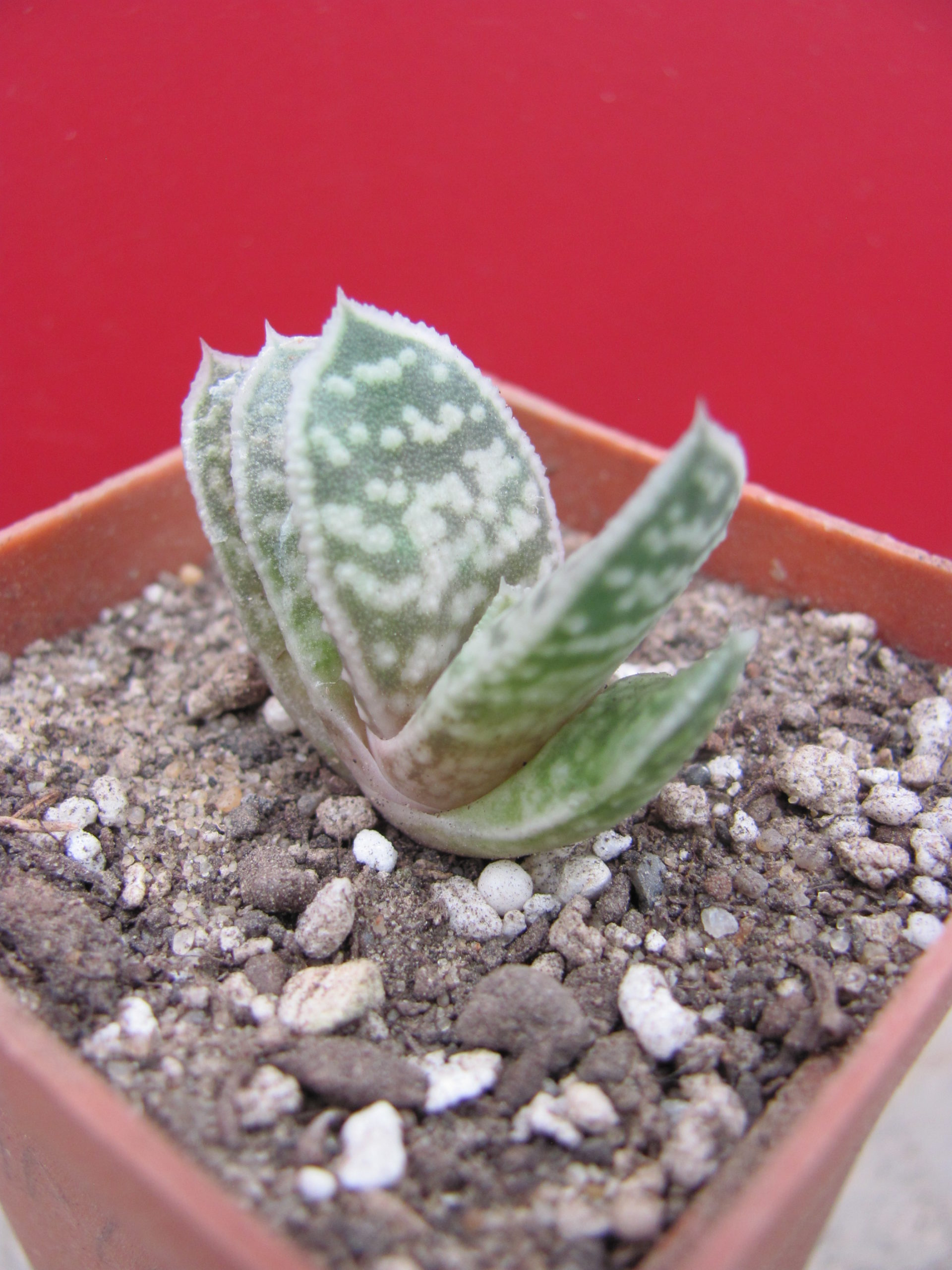 Gasteraloe
