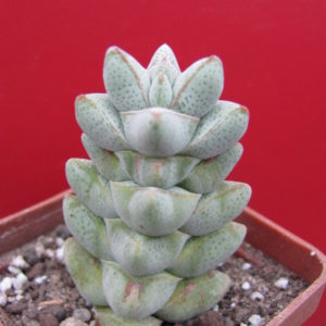 Crassula deceptor