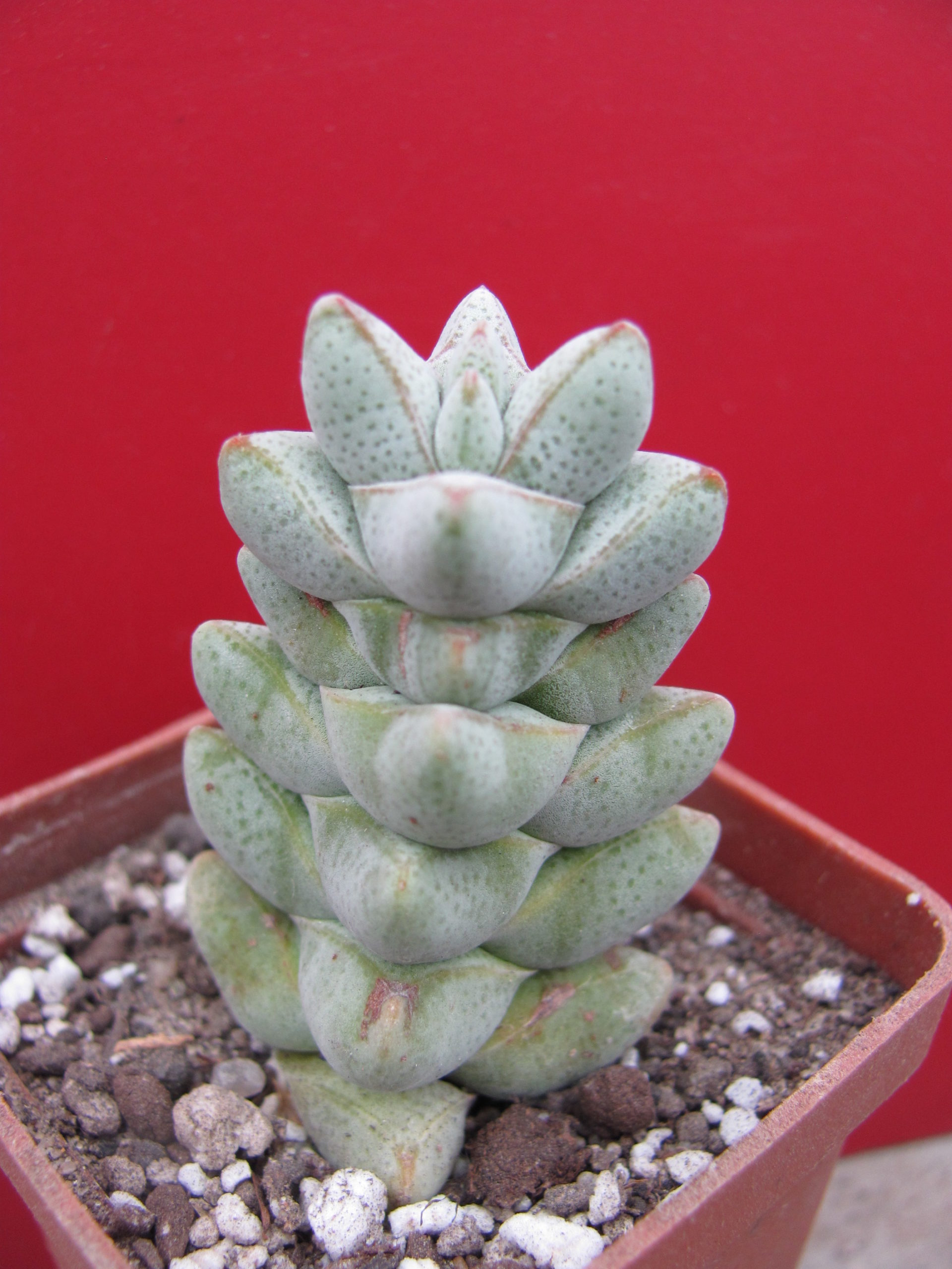 Crassula deceptor