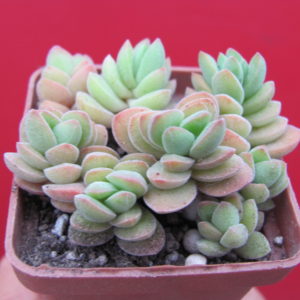Crassula velutina