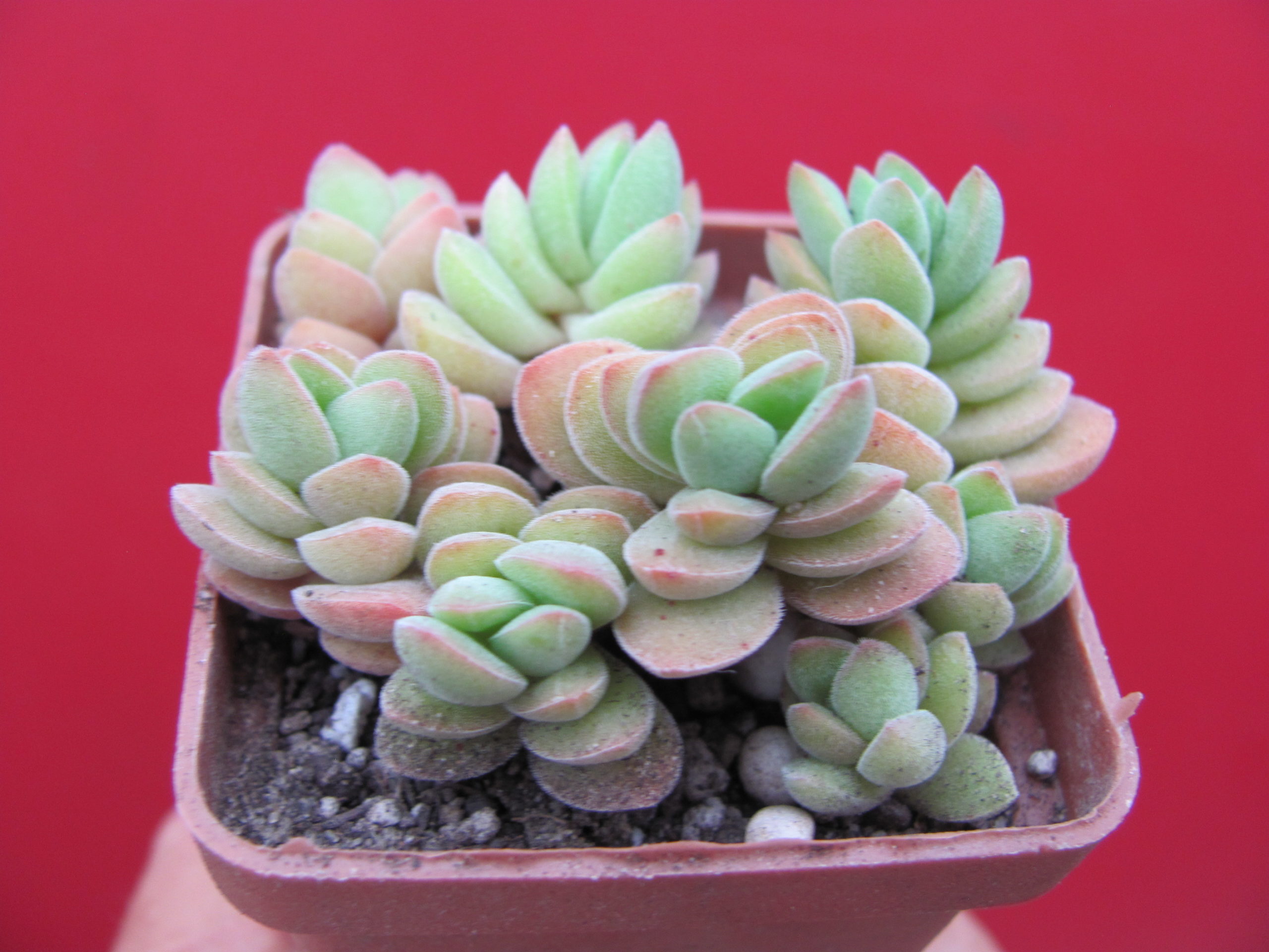 Crassula velutina